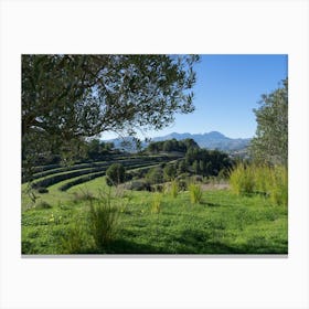 Olive trees and green fields in a rural area Canvas Print
