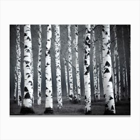 Birch Trees 70 Canvas Print