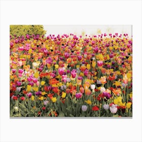 Tulip Flowers Canvas Print