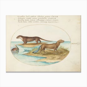 Quadervpedia Animals And Reptiles, Joris Hoefnagel (5) Canvas Print