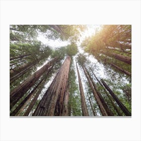 Redwood Forest Sunset - National Park Canvas Print