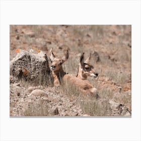 Baby Antelope Calves Canvas Print