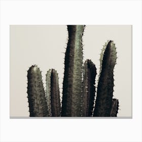 Indoor Cactus Canvas Print