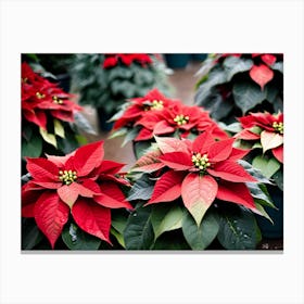 Poinsettias Canvas Print