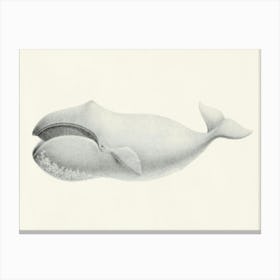 Bowhead Whale, Charles Melville Scammon Canvas Print