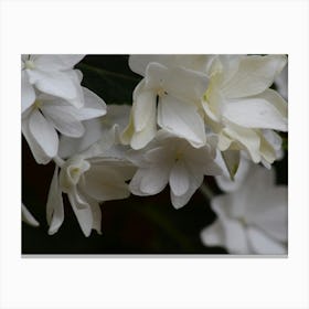 White Flowers On A Tree 1 Stampe su tela