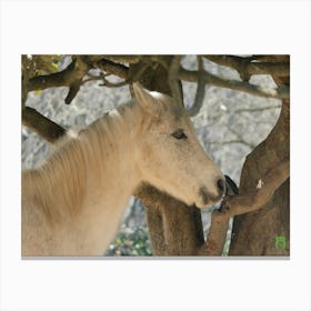 White Horse In A Tree 20220101 78ppub Canvas Print