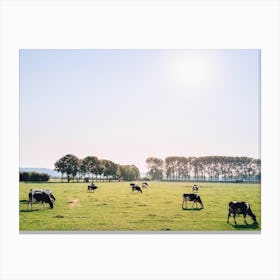 Cows In Sunshine Canvas Print