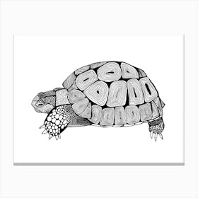 Tortoise Canvas Print