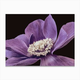 Purple Anemone Canvas Print