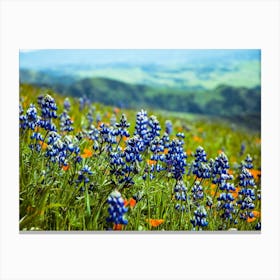Lupine Mountain Background Canvas Print