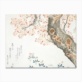 Chinese Cherry Blossoms 1 Canvas Print