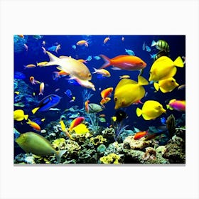 Colorful Fishes Canvas Print