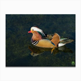 Mandarin Duck 20230107899pub Canvas Print