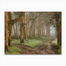 Foggy Forest Canvas Print