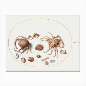 Two Crabs With Seashells (1575–1580), Joris Hoefnagel Canvas Print