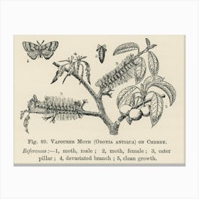Vintage Illustration Of Vapourer Moth, John Wright Canvas Print