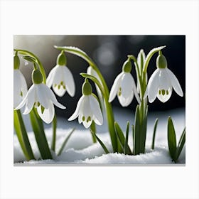 Snowdrops In The Snow 2 Canvas Print