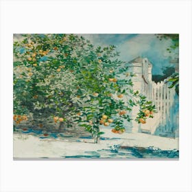 Orange Trees In The Garden Canvas Print