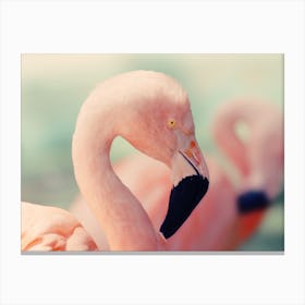 Flamingo Closeup Canvas Print