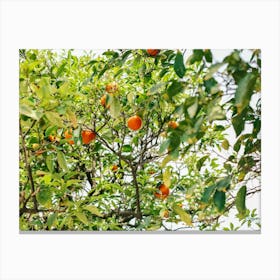 Oranges On A Tree // Valencia, Spain, Travel Photography Canvas Print