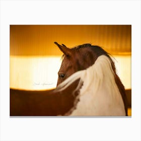 Dusty in the Desert - Al Wathba Abu Dhabi UAE Horse photo print - moody animal photography Art Print Canvas Print