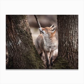 Red Fox In Woodland Canvas Print