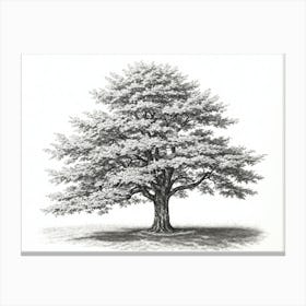 maple tree pencil sketch ultra detailed 1 1 Canvas Print
