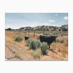 Black Cows Along Road Canvas Print