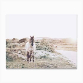 Coastal Pony Canvas Print