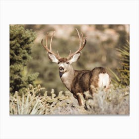 Deer In Sagebrush Canvas Print
