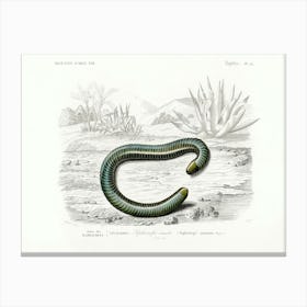 Ringed Caecilian (Siphonops Annulatus), Charles Dessalines D'Orbigny Canvas Print