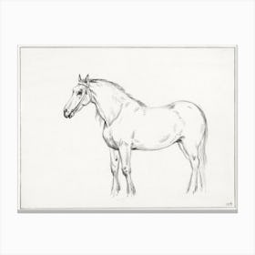 Standing Horse 2, Jean Bernard Canvas Print