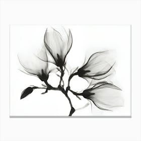 Magnolia 3 Canvas Print