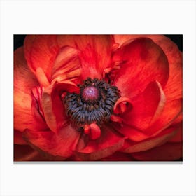 Red Poppy 1 Canvas Print