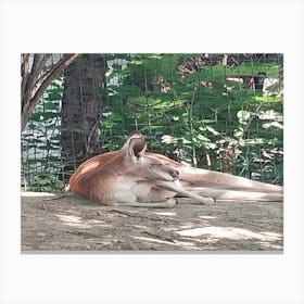 Lazy roo Canvas Print