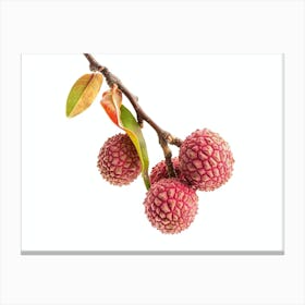 Lychee Fruit Isolated On White Canvas Print