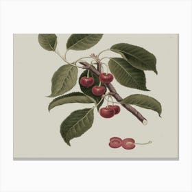 Cherry Branch 3 Canvas Print