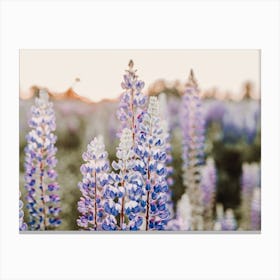 Mountain Lupine Flowers Canvas Print