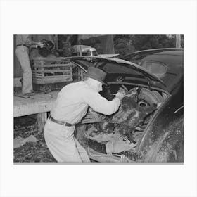 Farmer Unloading Turkeys From Luggage Compartment Of His Car At Cooperative Poultry House, Brownwood, Texas By Canvas Print