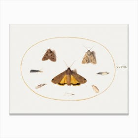 Eight Moths (1575–1580), Joris Hoefnagel Canvas Print