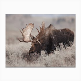 Neutral Rustic Moose Canvas Print