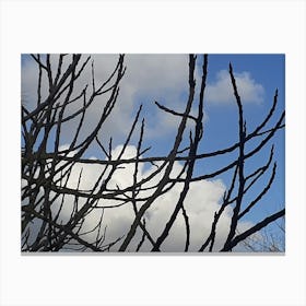 Tree Branches Against A Blue Sky Canvas Print