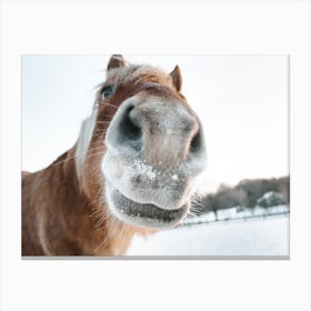 Snowy Horse Nose Canvas Print