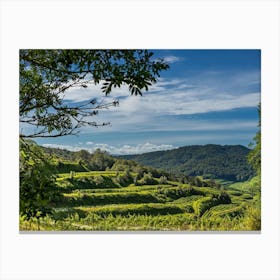 Vineyards In The Mountains Canvas Print