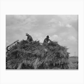 Untitled Photo, Possibly Related To Handling Soybean Hay From Loader Onto Wagon, Lake Dick Project, Arkansas Canvas Print