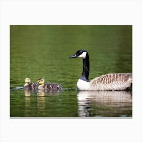 Canadian Geese Canvas Print