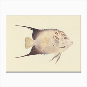Unidentified Fish, Luigi Balugani (3) 1 Canvas Print