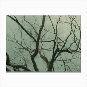 Bare Tree Branches In The Fog 2 Canvas Print