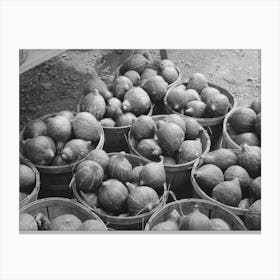 Hubbard Squash Near Berlin, Connecticut By Russell Lee Canvas Print